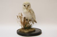 Lot 1490 - A cased Taxidermy of an owl