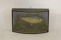 Lot 1507 - A taxidermy of a stuffed roach set in a bow fronted case
