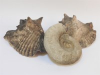 Lot 252 - A collection of seashells and geological rock samples
