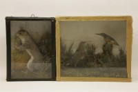 Lot 394 - Taxidermy