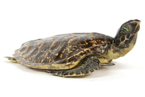 Lot 170 - A taxidermist's study of a hawksbill turtle