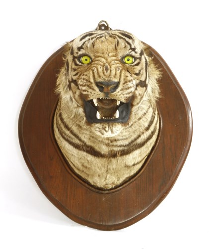Lot 199 - A TIGER HEAD MOUNT
