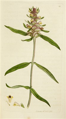 Lot 60 - Sowereby, James: English Botany