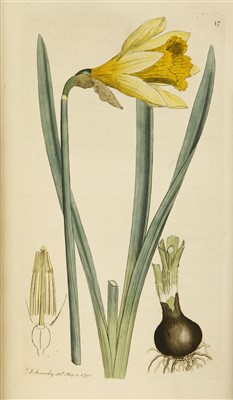 Lot 60 - Sowereby, James: English Botany