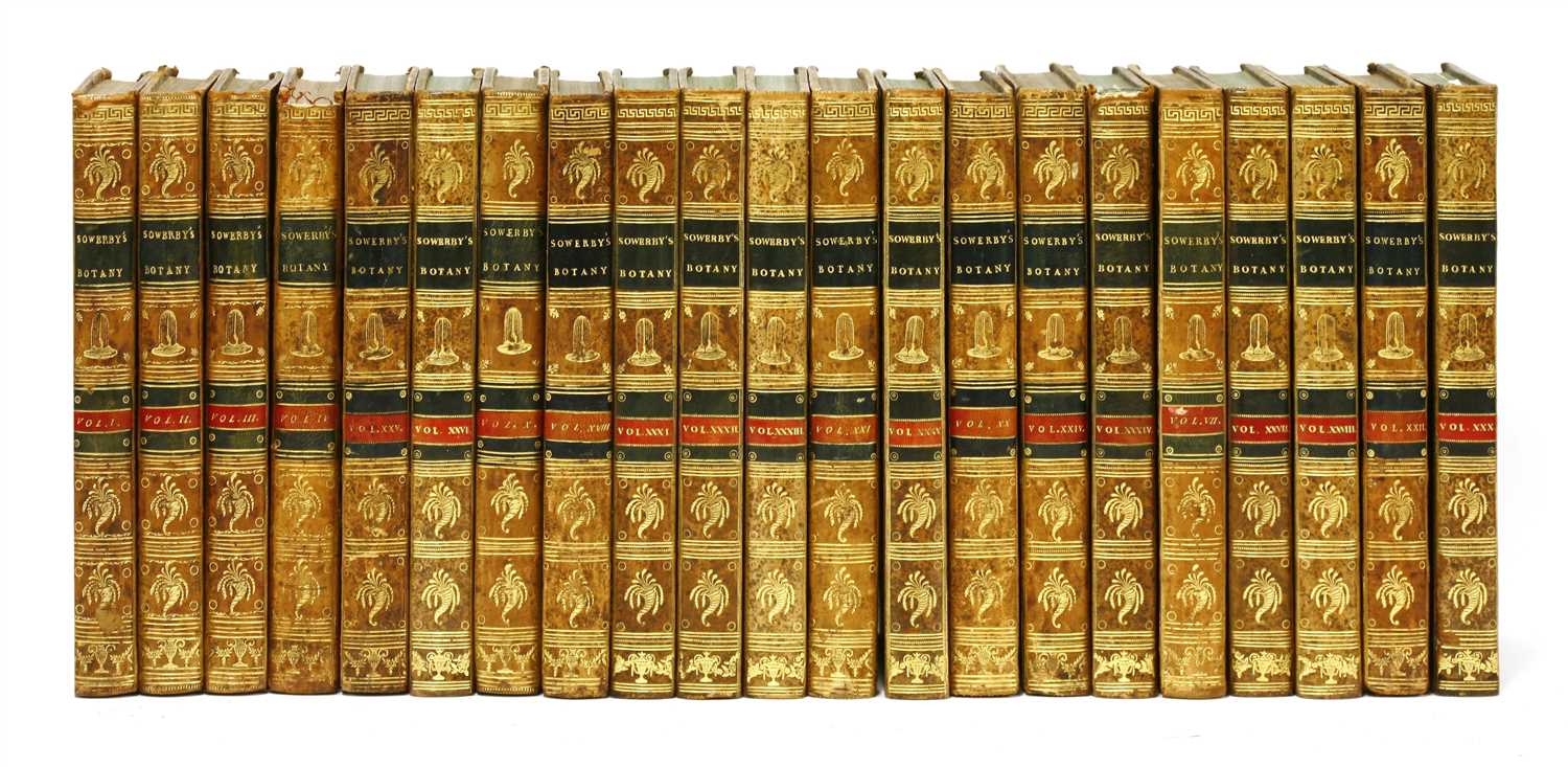 Lot 60 - Sowereby, James: English Botany
