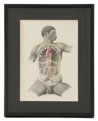 Lot 529 - ANATOMICAL AUTOPSY