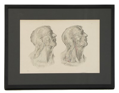 Lot 529 - ANATOMICAL AUTOPSY