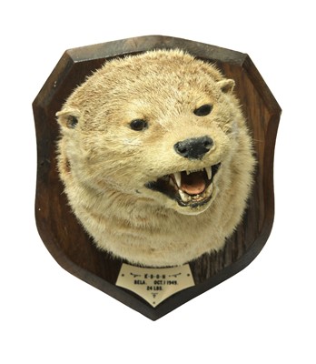 Lot 308 - Taxidermy: Otter mask