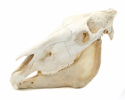 Lot 169 - ZEBRA SKULL