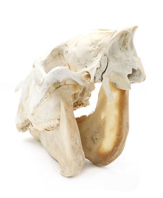 Lot 169 - ZEBRA SKULL