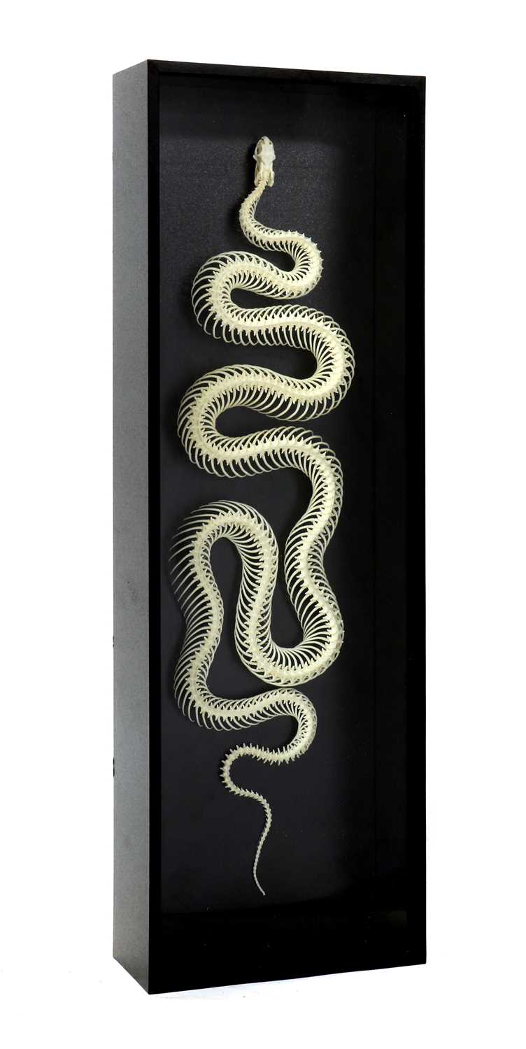 Lot 238 - A MOUNTED SNAKE SKELETON
