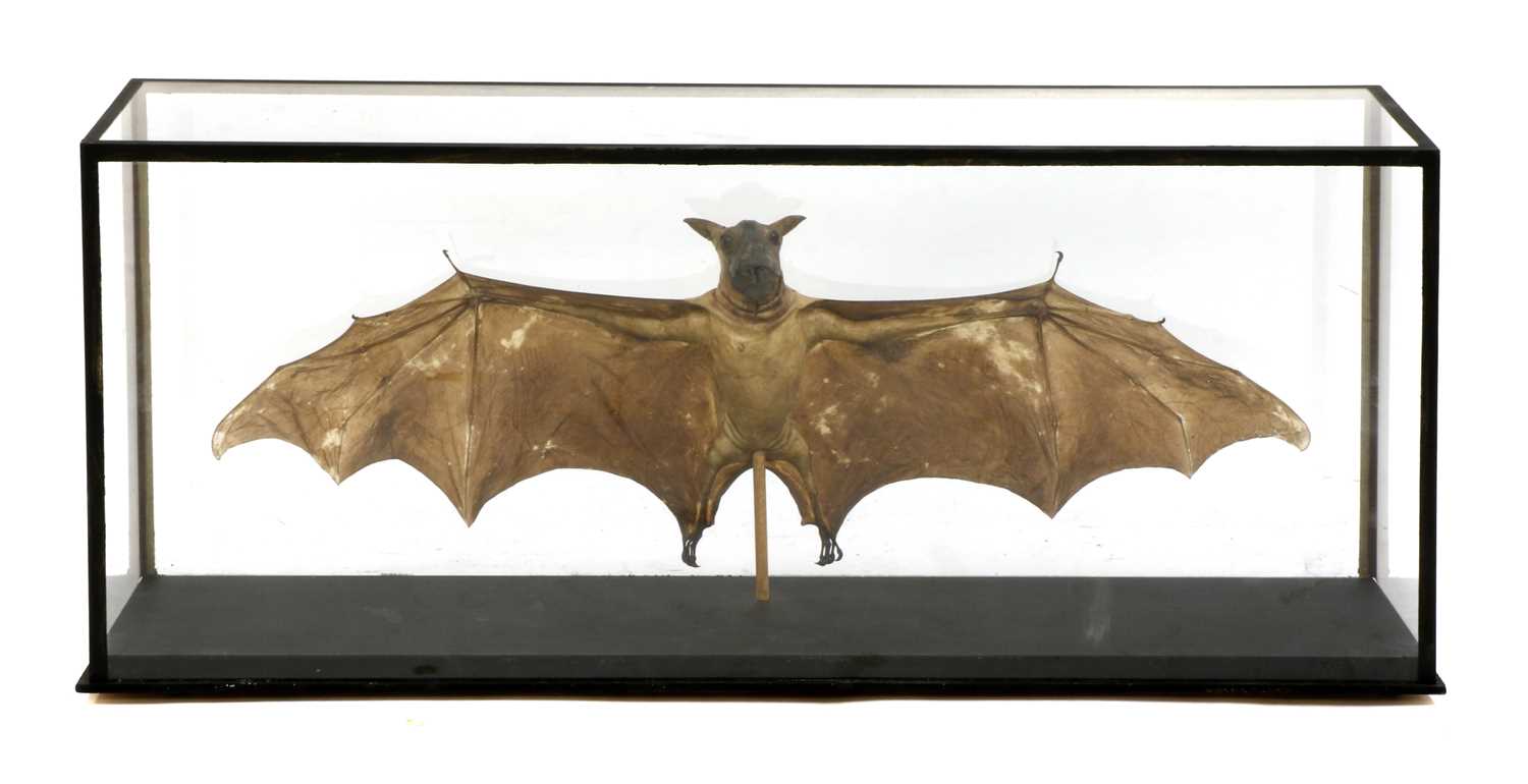 Lot 17 - HAMMERHEAD FRUIT BAT