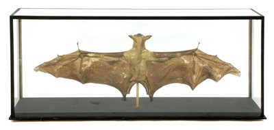Lot 17 - HAMMERHEAD FRUIT BAT