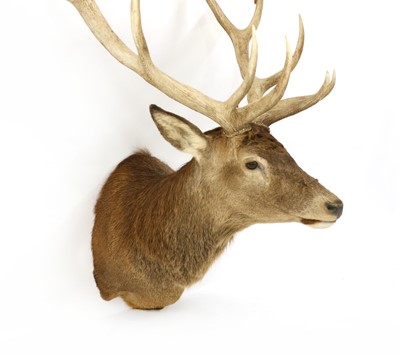 Lot 266 - Taxidermy: Scottish Red Deer (Cervus elaphus) Stag head and shoulder