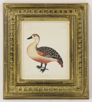 Lot 152 - Company School, 19th century