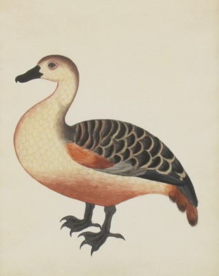 Lot 152 - Company School, 19th century