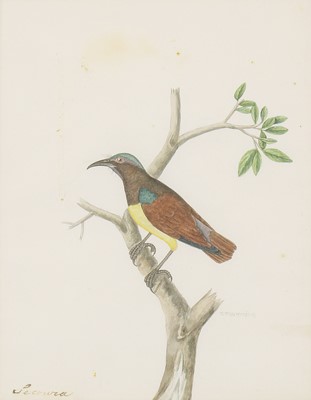 Lot 147 - Company School, 19th century