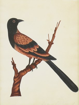 Lot 137 - Company School, 19th century