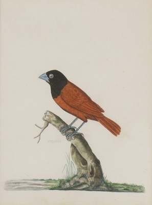 Lot 135 - Company School, 19th century
