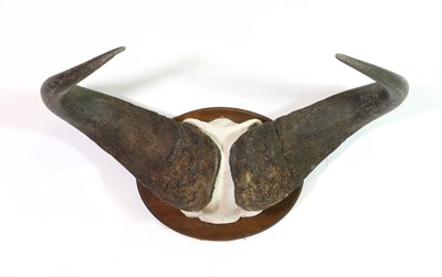 Lot 331 - A Cape buffalo skull mount boss and horns