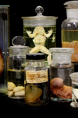 Lot 51 - FORMALDEHYDE