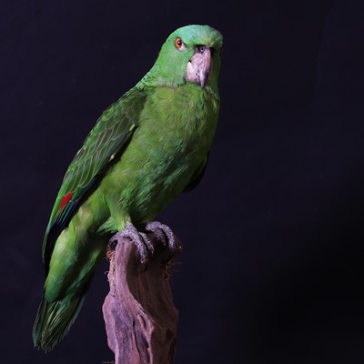 Lot 2 - A taxidermy parrot