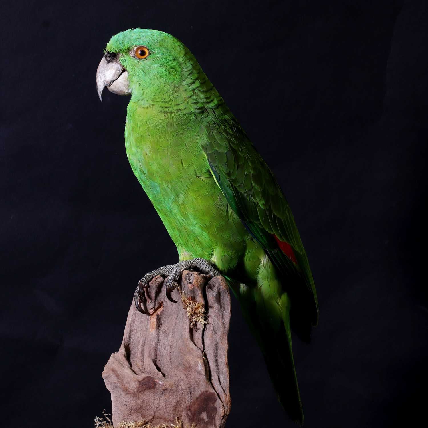 Lot 2 - A taxidermy parrot