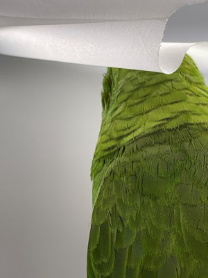 Lot 2 - A taxidermy parrot