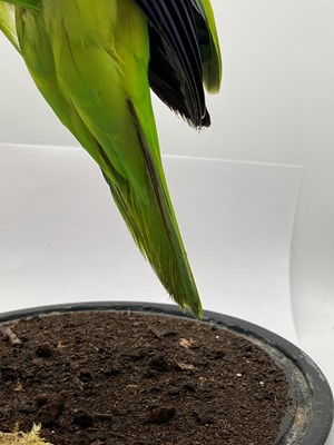 Lot 2 - A taxidermy parrot