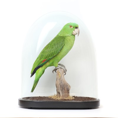 Lot 2 - A taxidermy parrot