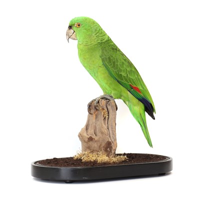 Lot 2 - A taxidermy parrot