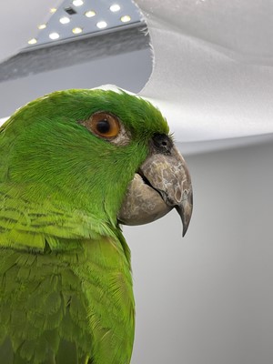 Lot 2 - A taxidermy parrot