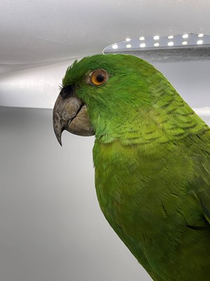Lot 2 - A taxidermy parrot