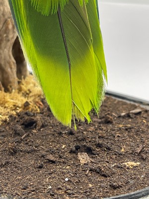 Lot 2 - A taxidermy parrot