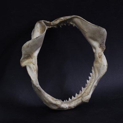 Lot 310 - An articulated tiger shark jaw