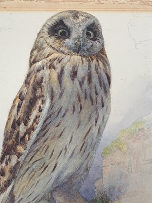 Lot 257 - Archibald Thorburn (1860-1935)