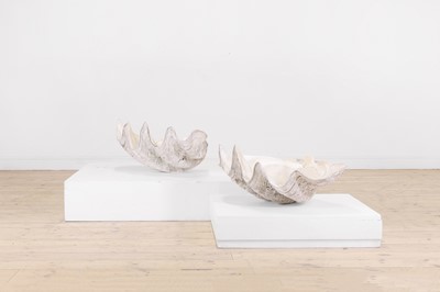 Lot 458 - A pair of giant clam shells (Tridacna gigas)