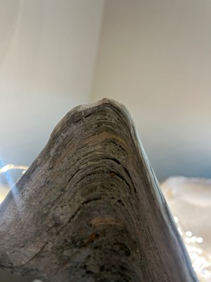 Lot 458 - A pair of giant clam shells (Tridacna gigas)