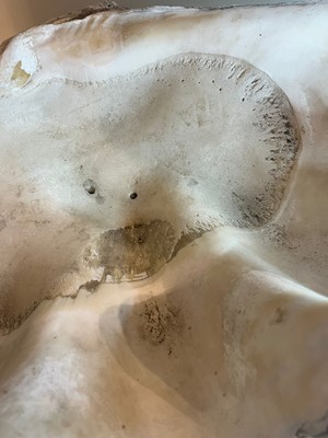 Lot 458 - A pair of giant clam shells (Tridacna gigas)