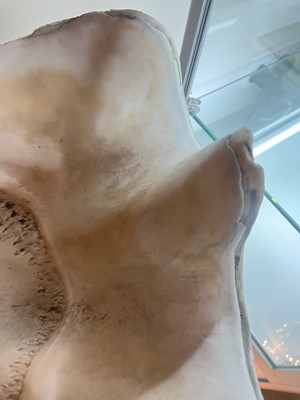 Lot 458 - A pair of giant clam shells (Tridacna gigas)