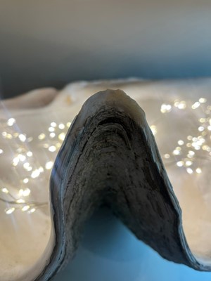 Lot 458 - A pair of giant clam shells (Tridacna gigas)