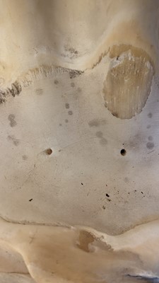 Lot 458 - A pair of giant clam shells (Tridacna gigas)