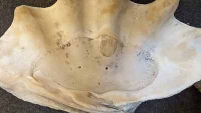 Lot 458 - A pair of giant clam shells (Tridacna gigas)