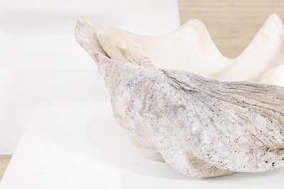 Lot 458 - A pair of giant clam shells (Tridacna gigas)