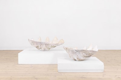 Lot 458 - A pair of giant clam shells (Tridacna gigas)