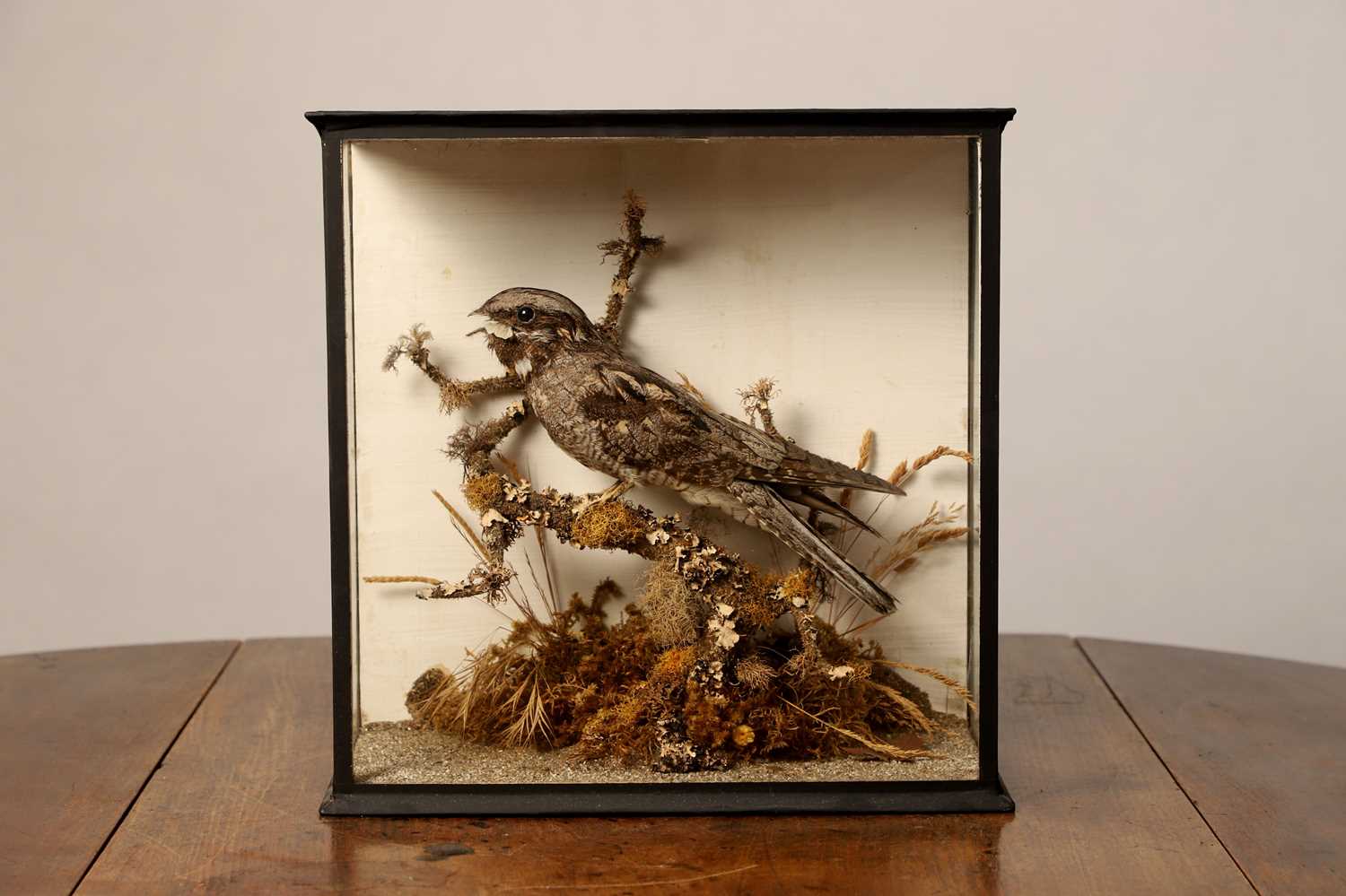 Lot 118 - Taxidermy: a nightjar
