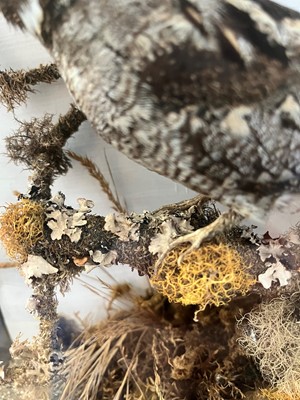 Lot 118 - Taxidermy: a nightjar