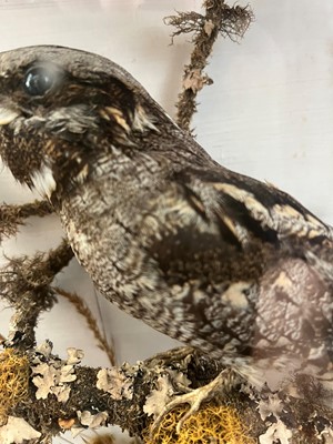 Lot 118 - Taxidermy: a nightjar