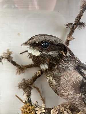 Lot 118 - Taxidermy: a nightjar