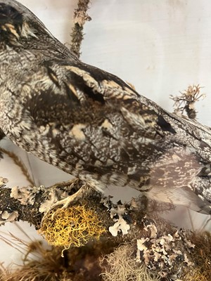 Lot 118 - Taxidermy: a nightjar